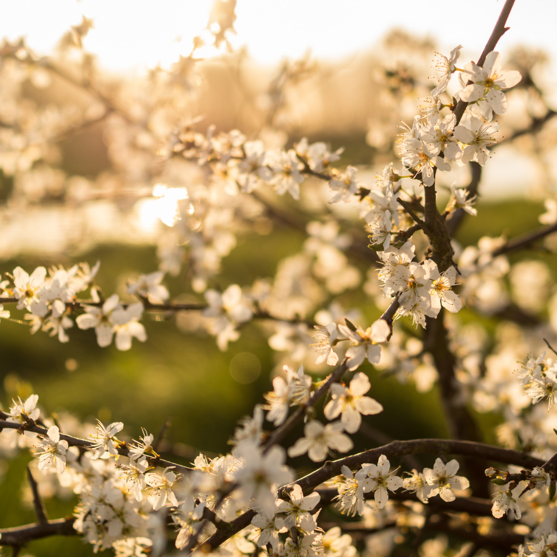 No Toxins, No Compromise: The Truth About Natural Skincare