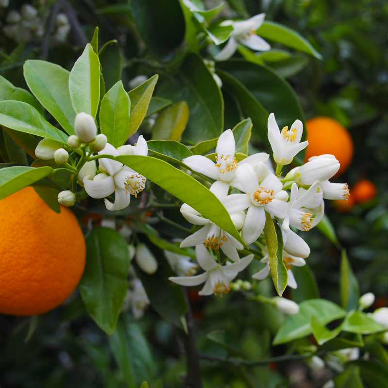 Neroli
