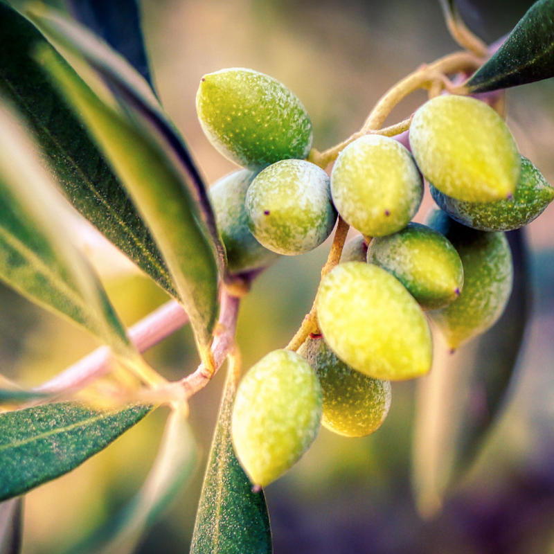 Olive Oil