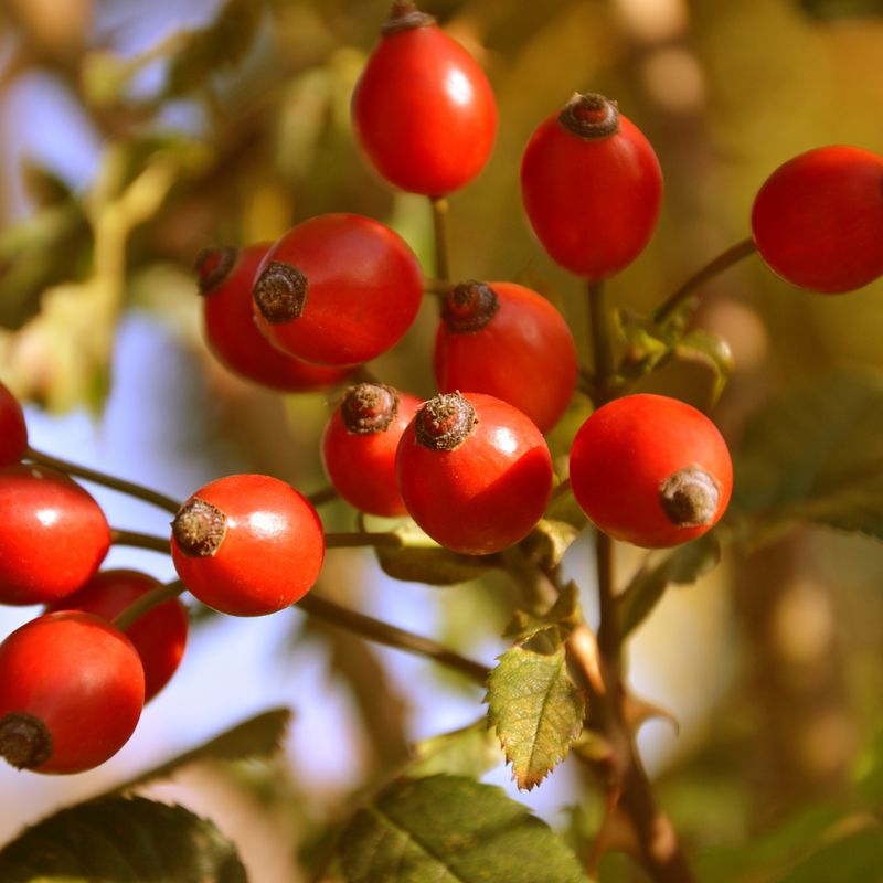 Rosehip