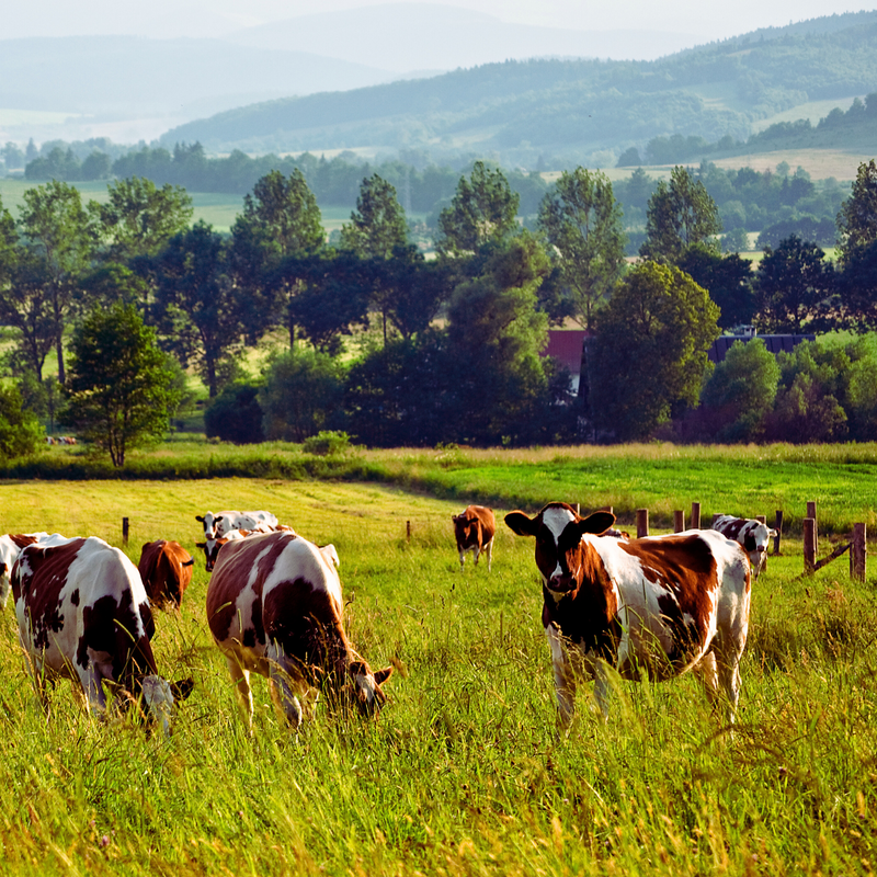 100% Grass-Fed Tallow